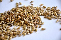 Honey Malt